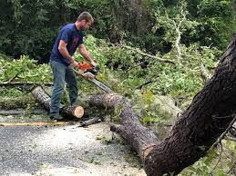 Best Palm Tree Trimming  in Mcloud, OK