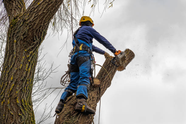  Mcloud, OK Tree Removal Pros